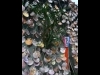 5���γ��̤�û���ˤ�����ͼ����ݹ紿�ζ��ޥ꡼�ʤ˺̤�